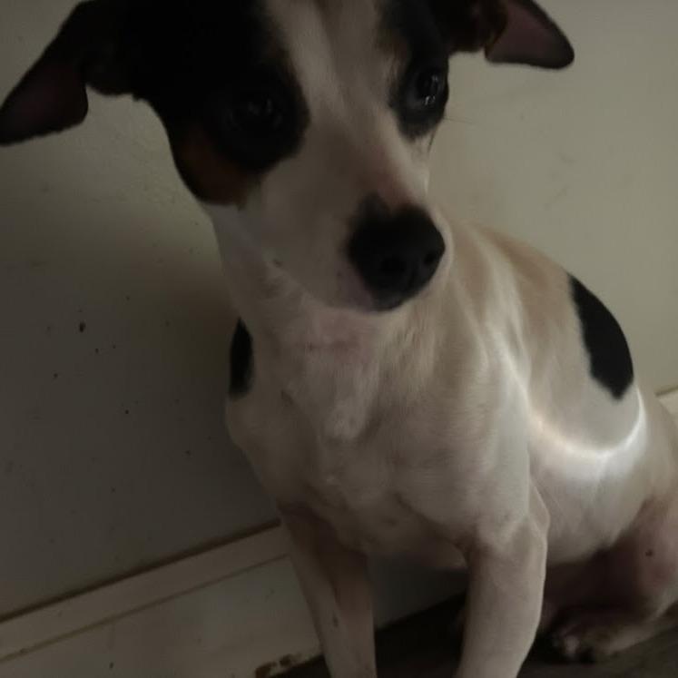 Arthur, Adoptable, Adult Male Chihuahua.