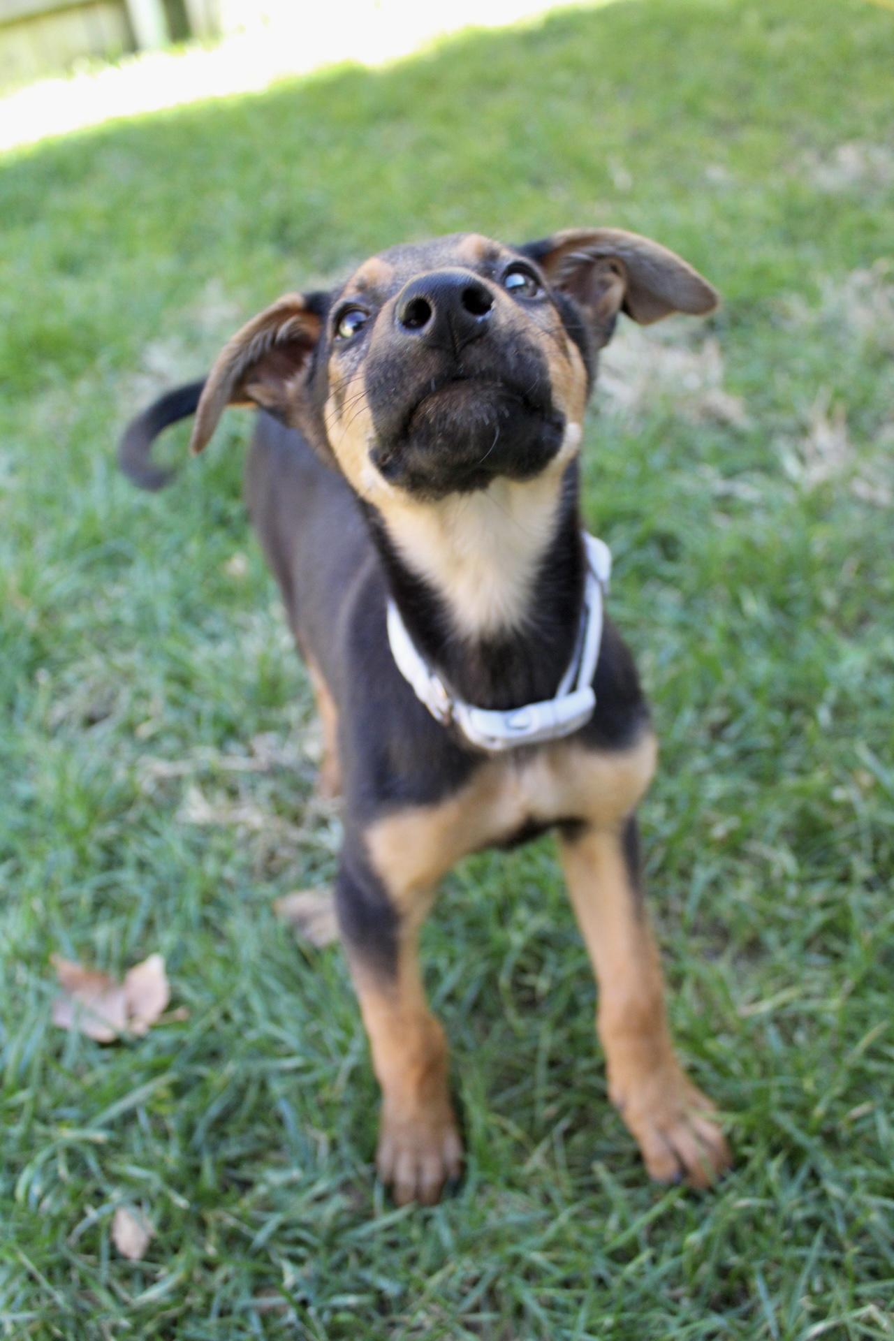 Roxy, a Adoptable mixed breed in Rialto, CA image 1/5
