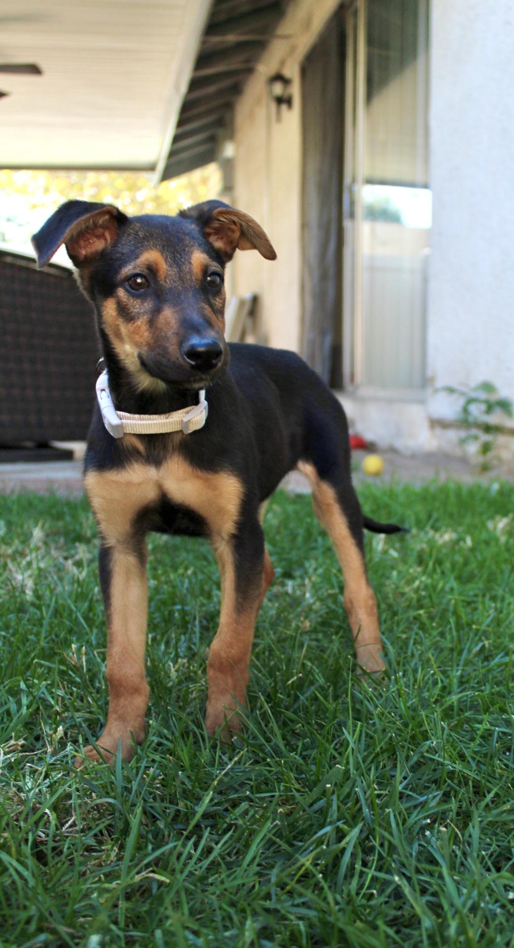 Roxy, a Adoptable mixed breed in Rialto, CA image 3/5