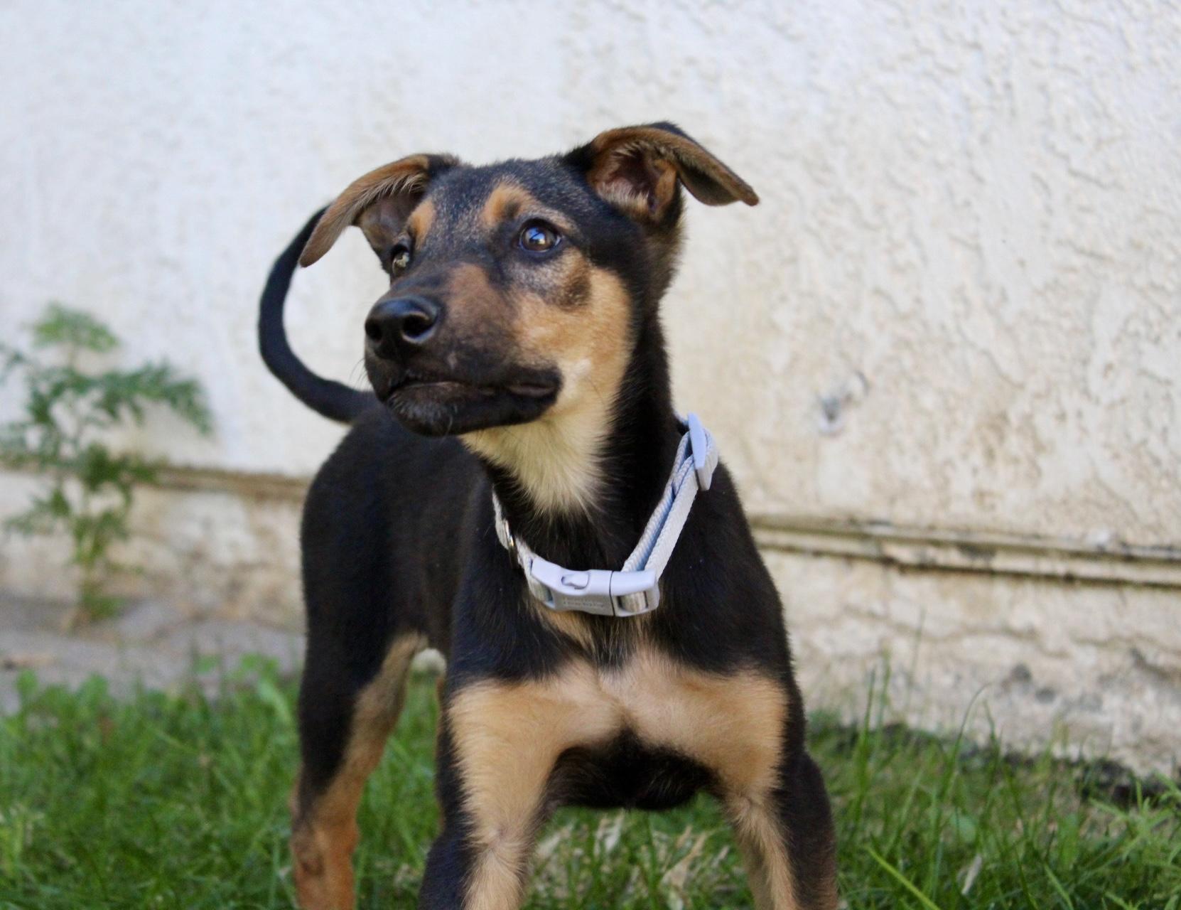 Roxy, a Adoptable mixed breed in Rialto, CA image 4/5