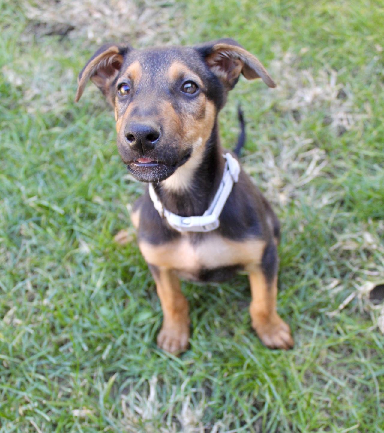 Roxy, a Adoptable mixed breed in Rialto, CA image 5/5