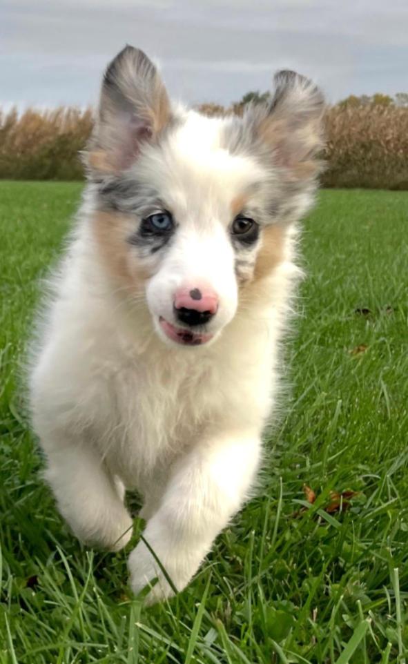 Enlarge CAROLINE, a Adoptable Australian Shepherd in Carroll, OH image 2/2