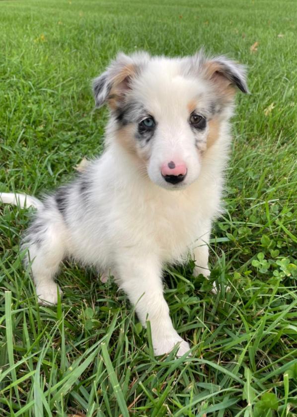 CAROLINE, Adoptable, Puppy Female Australian Shepherd.