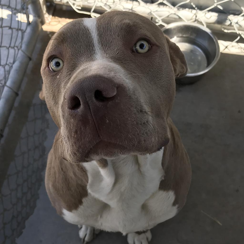 Loki, Adoptable, Senior Male Mixed Breed.