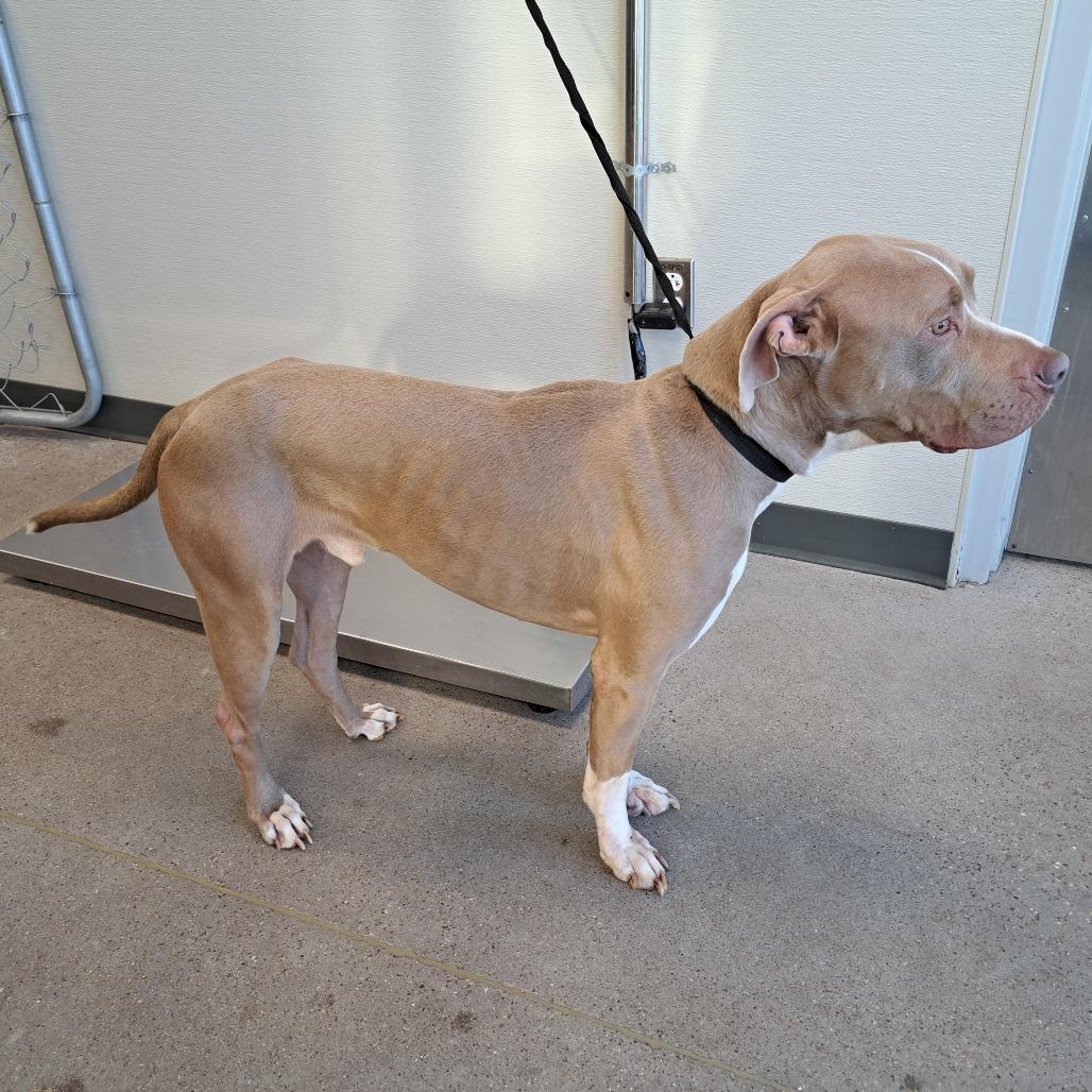 Loki, a Adoptable Mixed Breed in Las Cruces, NM image 2/6