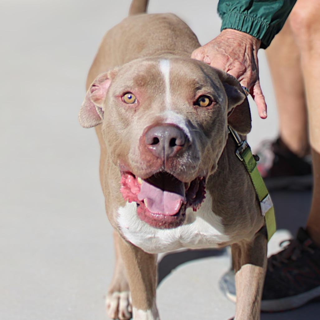 Loki, a Adoptable Mixed Breed in Las Cruces, NM image 3/6
