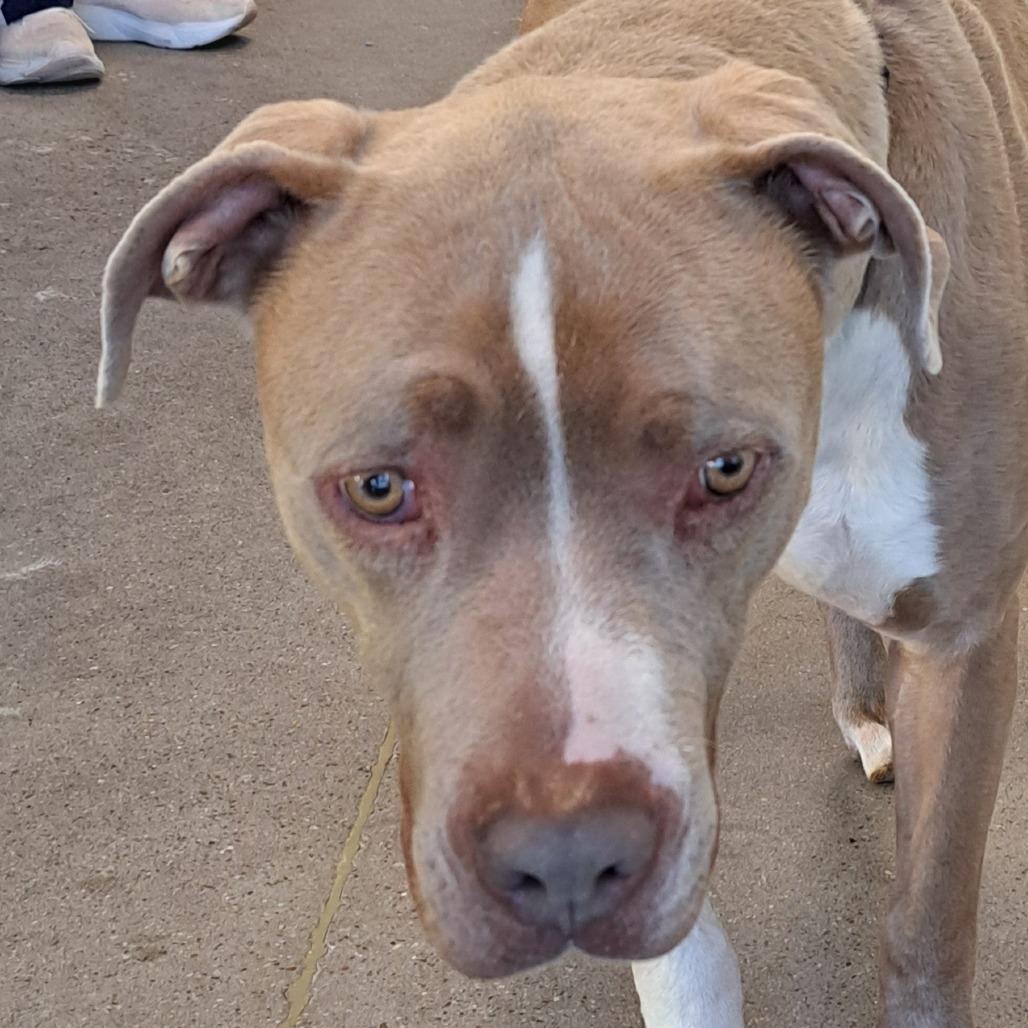 Loki, a Adoptable Mixed Breed in Las Cruces, NM image 4/6