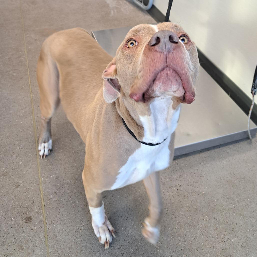 Loki, a Adoptable Mixed Breed in Las Cruces, NM image 5/6