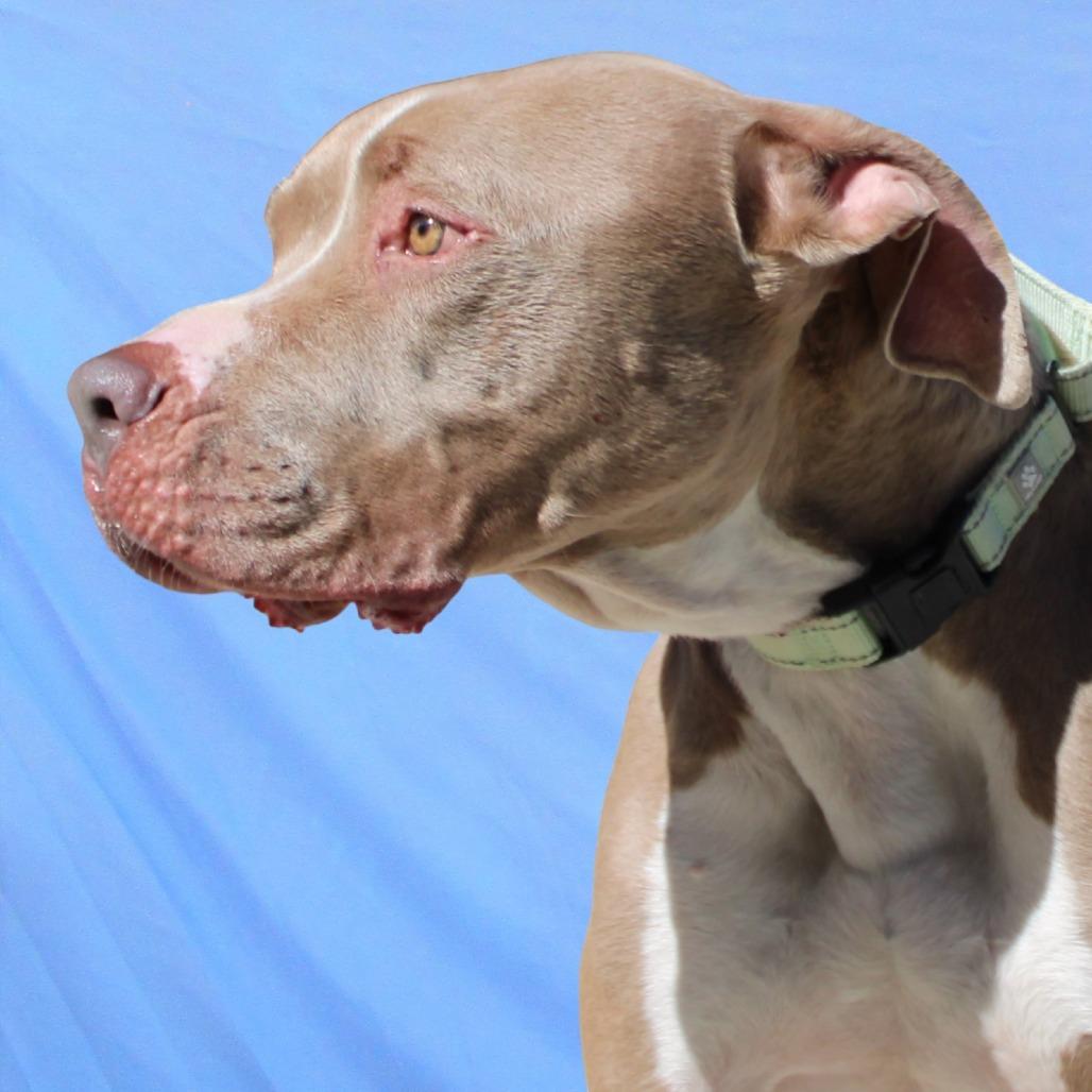 Loki, a Adoptable Mixed Breed in Las Cruces, NM image 6/6