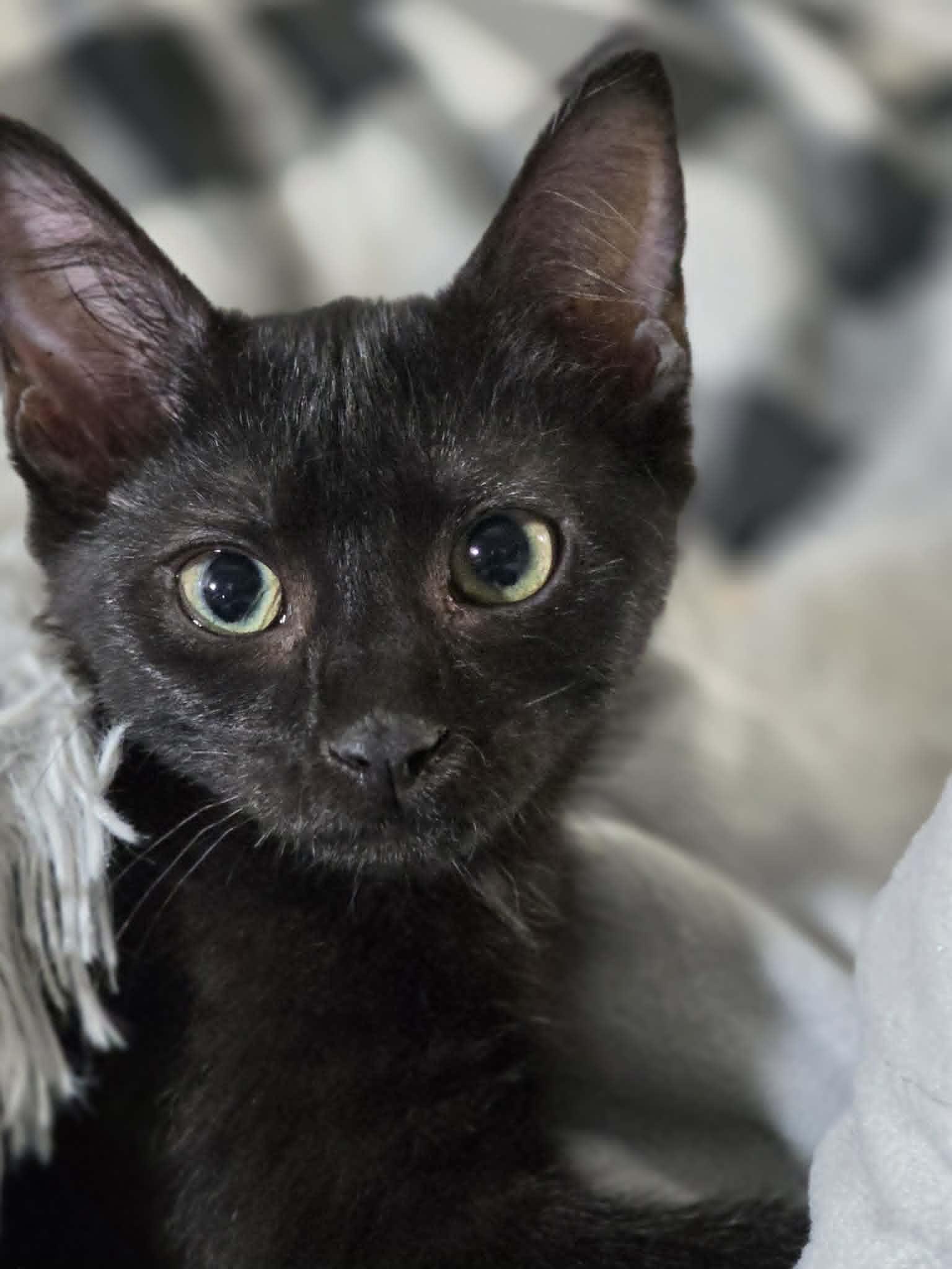 Enlarge Diamond, a ADOPTABLE Domestic Short Hair in Mansfield, TX image 1/1