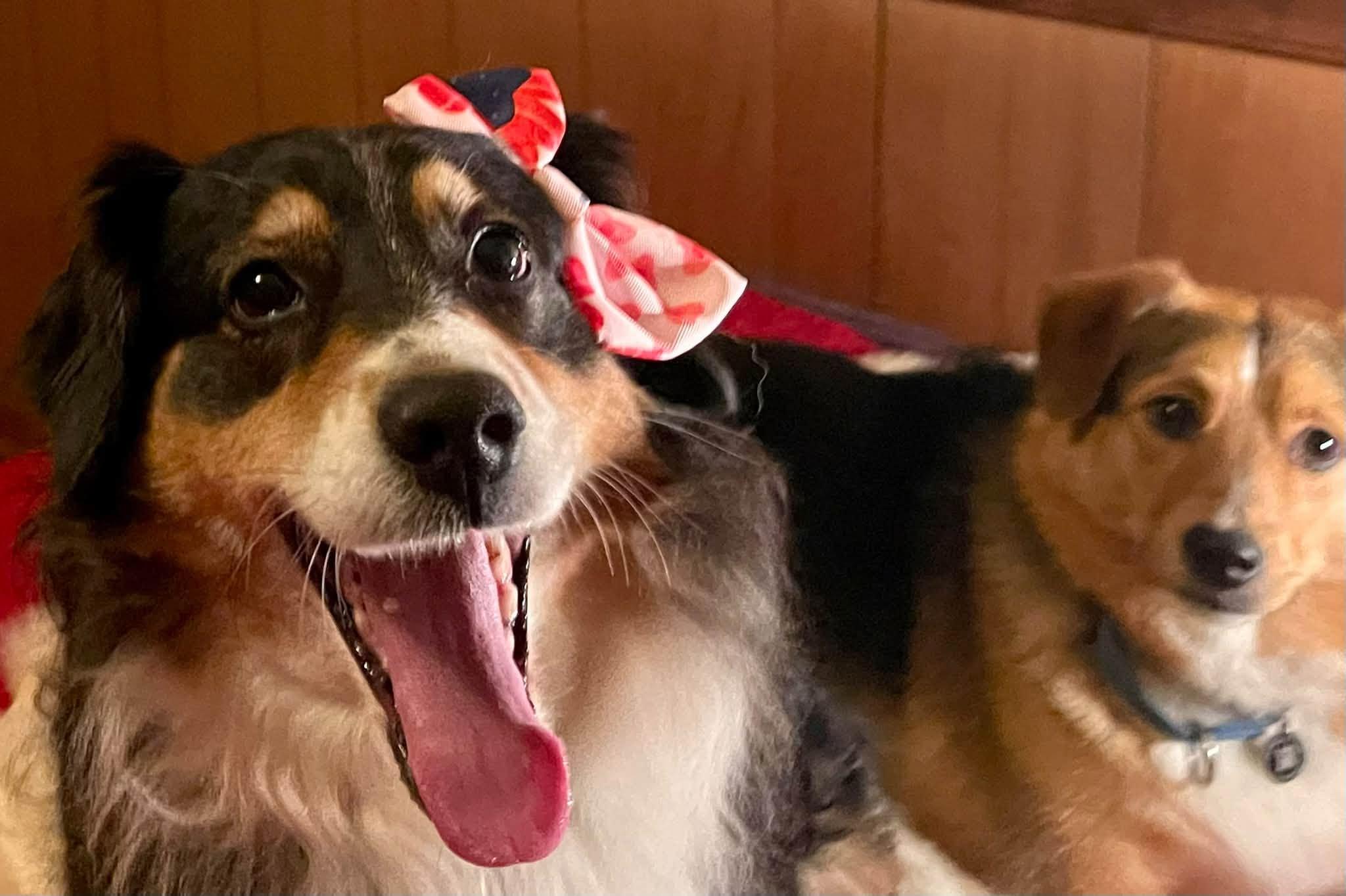 Enlarge Luna, a Adoptable Australian Shepherd in Petersburg, WV image 2/2
