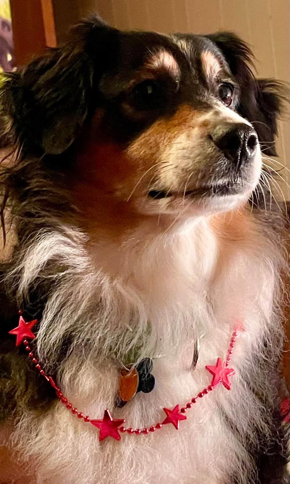 Luna, Adoptable, Adult Female Australian Shepherd.