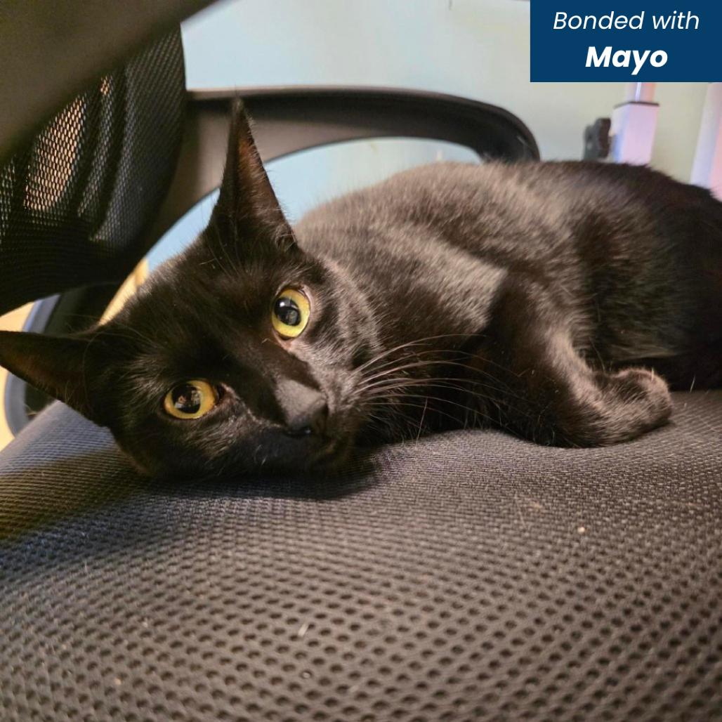 Texas, Adoptable, Young Female Domestic Short Hair.