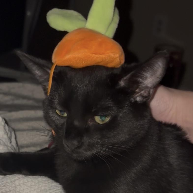 Texas, a Adoptable Domestic Short Hair in Baltimore, MD image 2/2