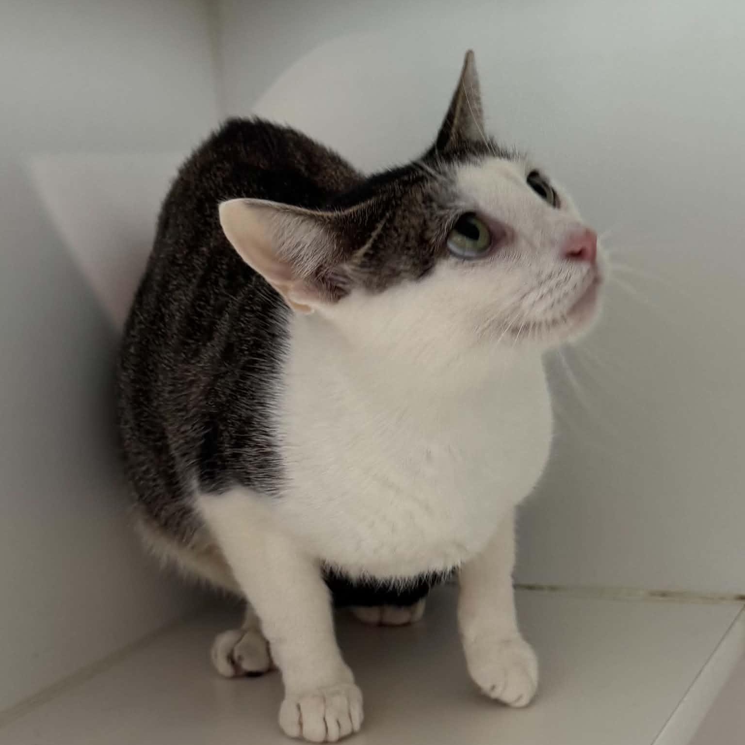 Margarita, a ADOPTABLE American Shorthair in Danbury, CT image 3/4