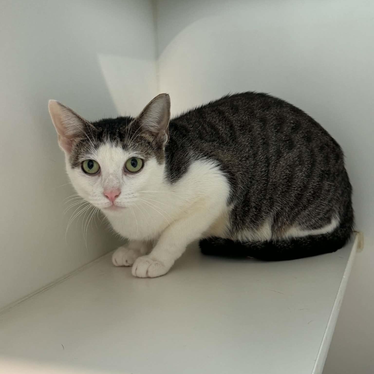 Margarita, ADOPTABLE, Young Female American Shorthair.