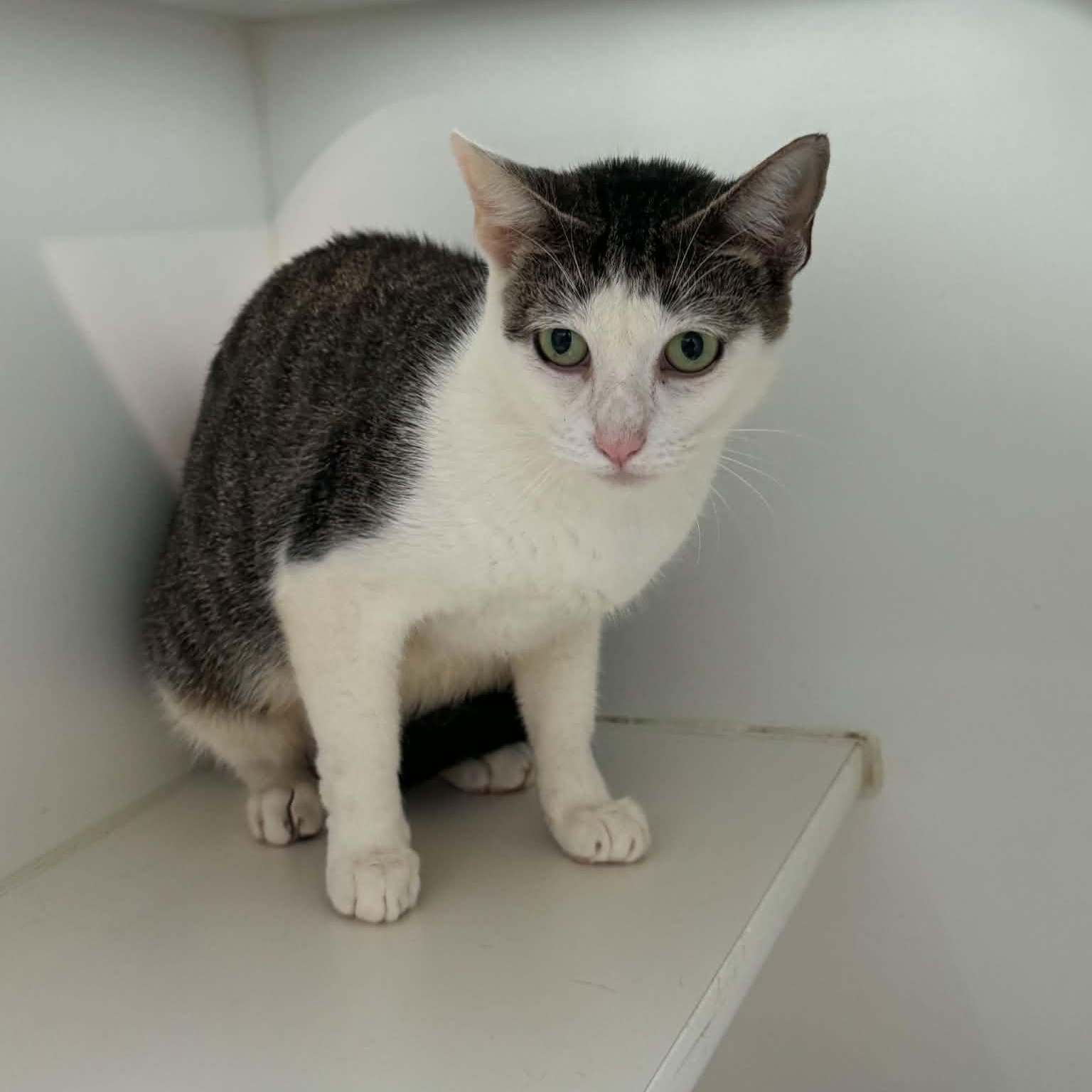 Margarita, a ADOPTABLE American Shorthair in Danbury, CT image 4/4