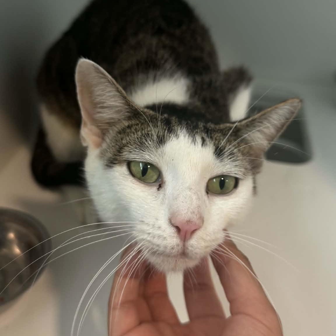 Margarita, a ADOPTABLE American Shorthair in Danbury, CT image 2/4