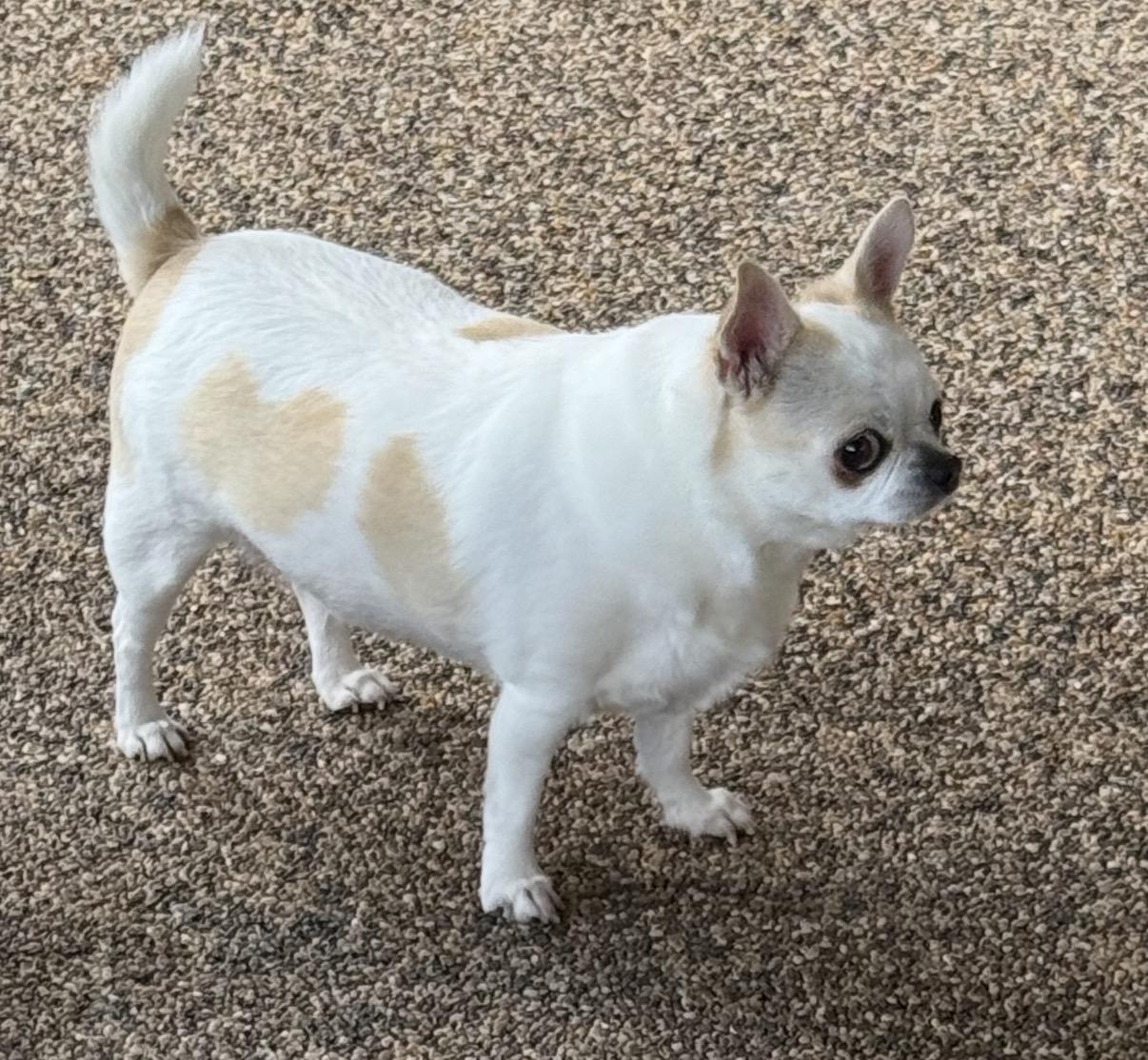 Bella, an adoptable Chihuahua in Austin, TX image 4/4