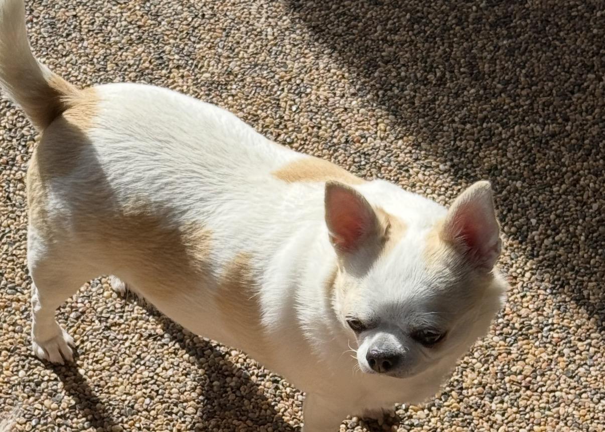 Bella, an adoptable Chihuahua in Austin, TX image 3/4