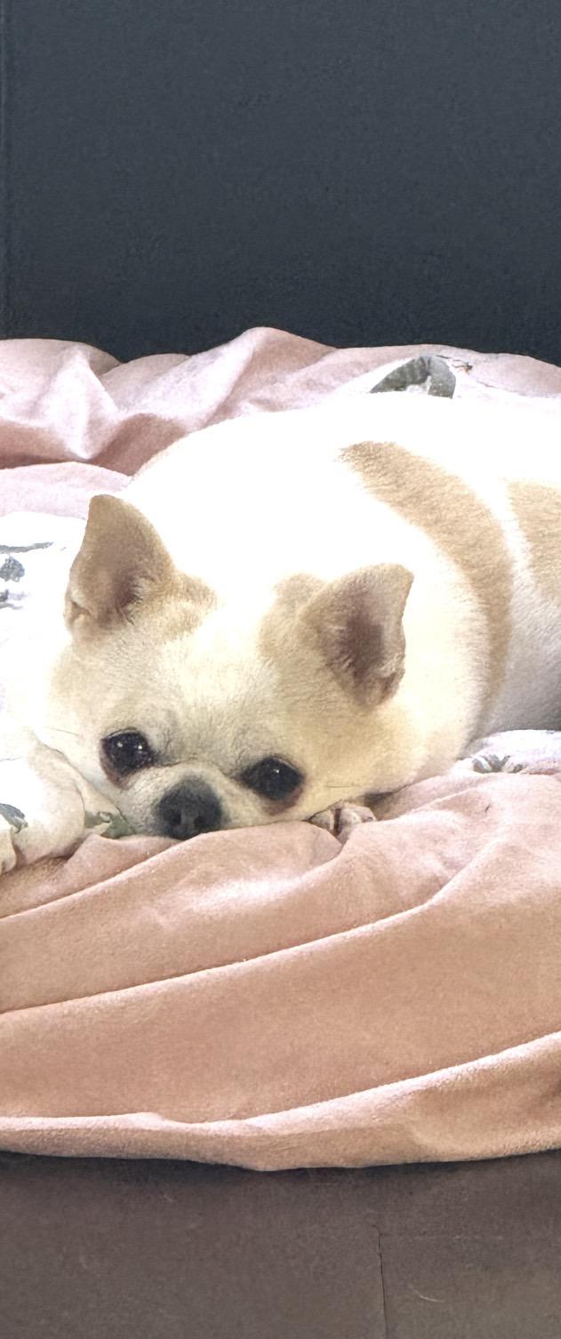 Bella, adoptable, Adult Female Chihuahua.