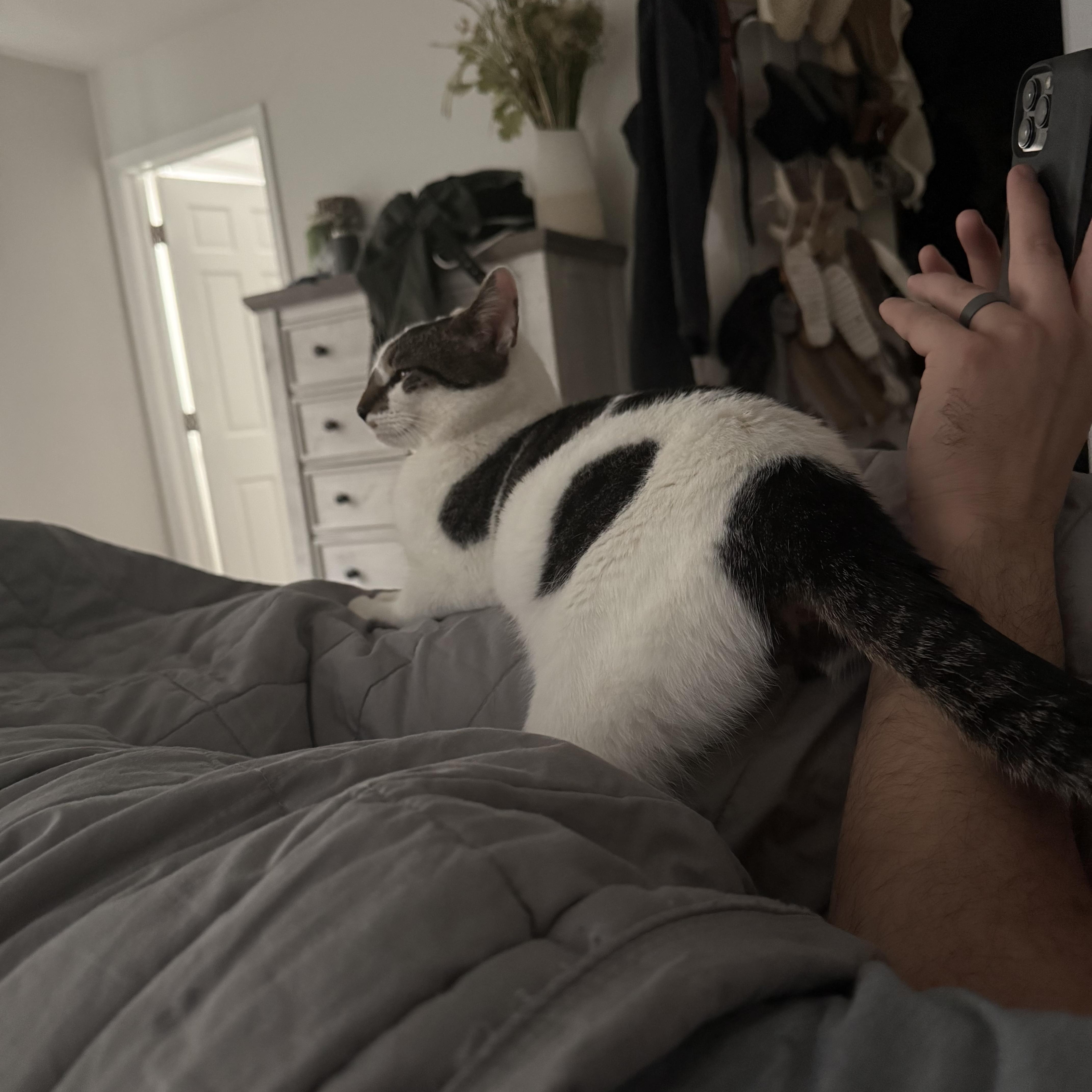 Enlarge Yeti Spaghetti , a ADOPTABLE Domestic Short Hair in Medford, NJ image 2/3