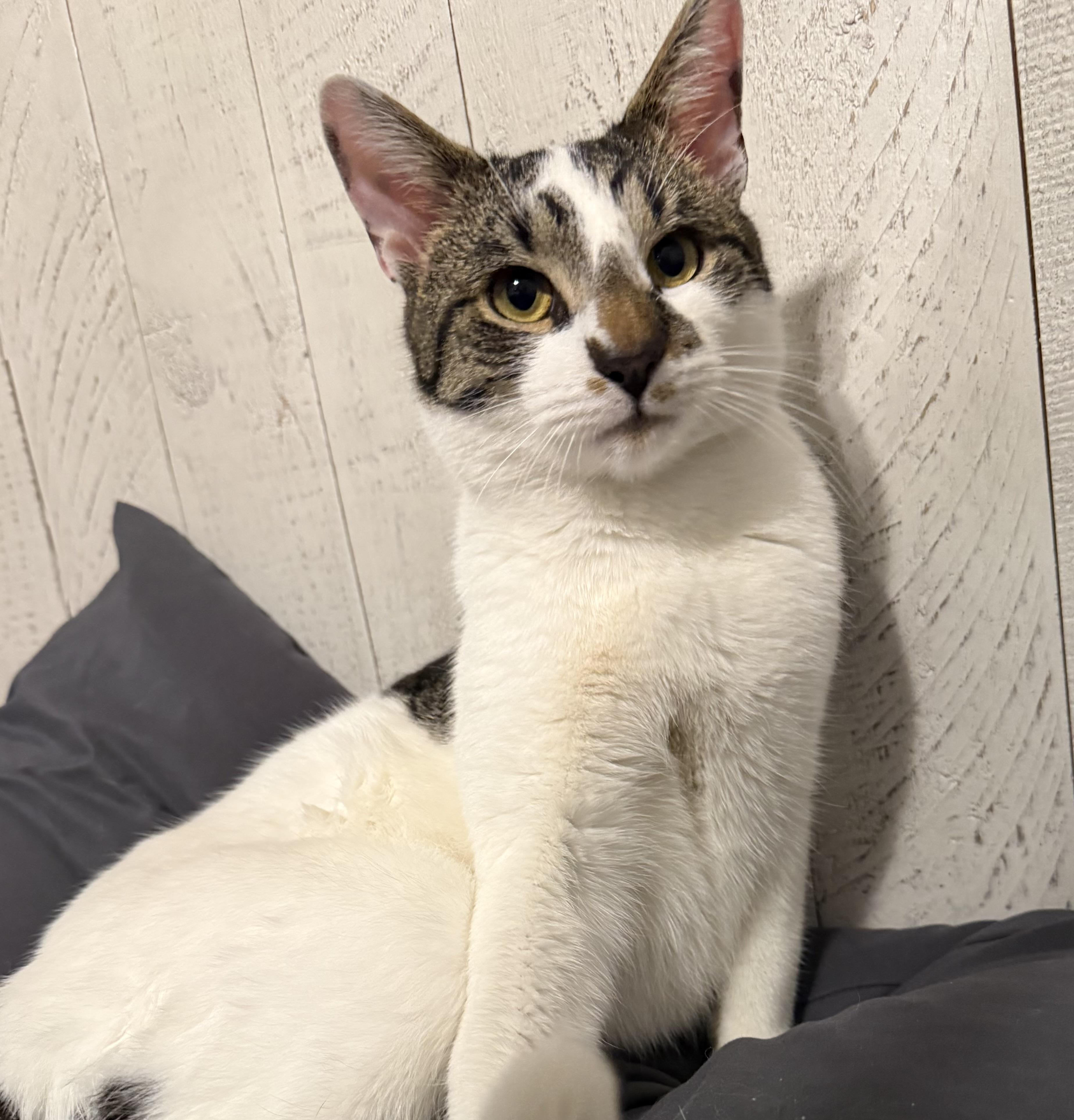 Enlarge Yeti Spaghetti , a ADOPTABLE Domestic Short Hair in Medford, NJ image 3/3