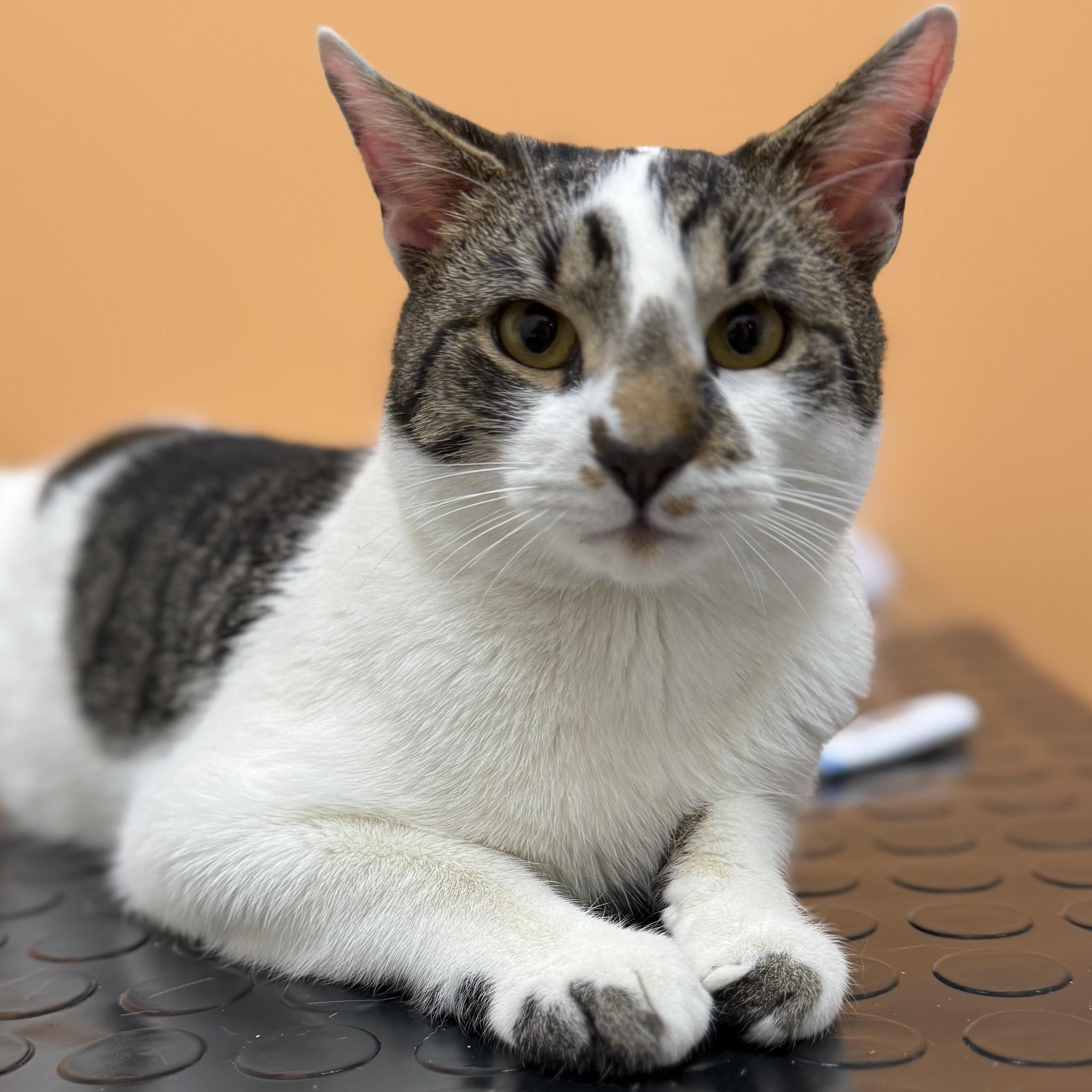 Enlarge Yeti Spaghetti , a ADOPTABLE Domestic Short Hair in Medford, NJ image 1/3