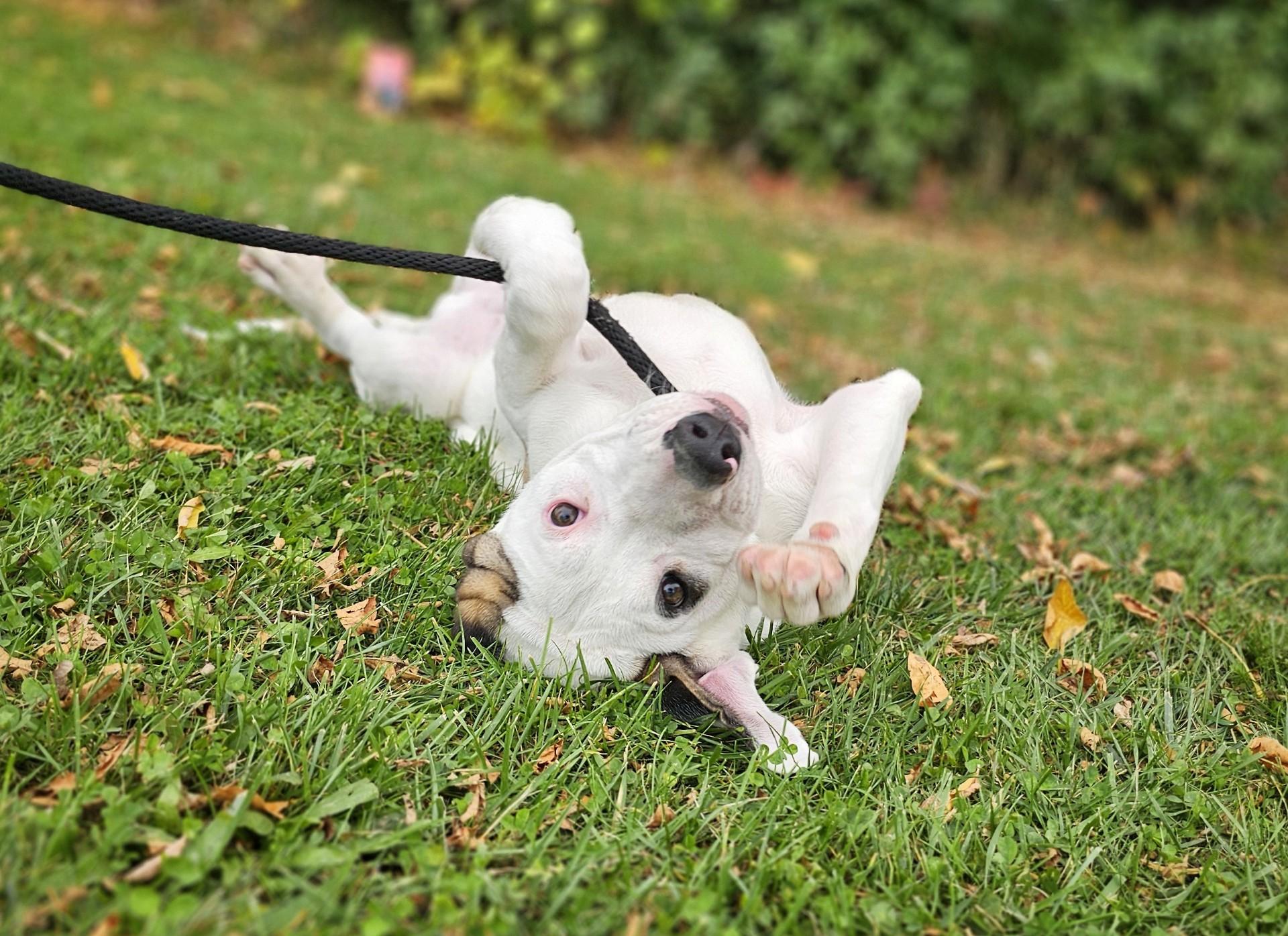 Enlarge Luke, an adopted mixed breed in Bay City, MI image 1/3