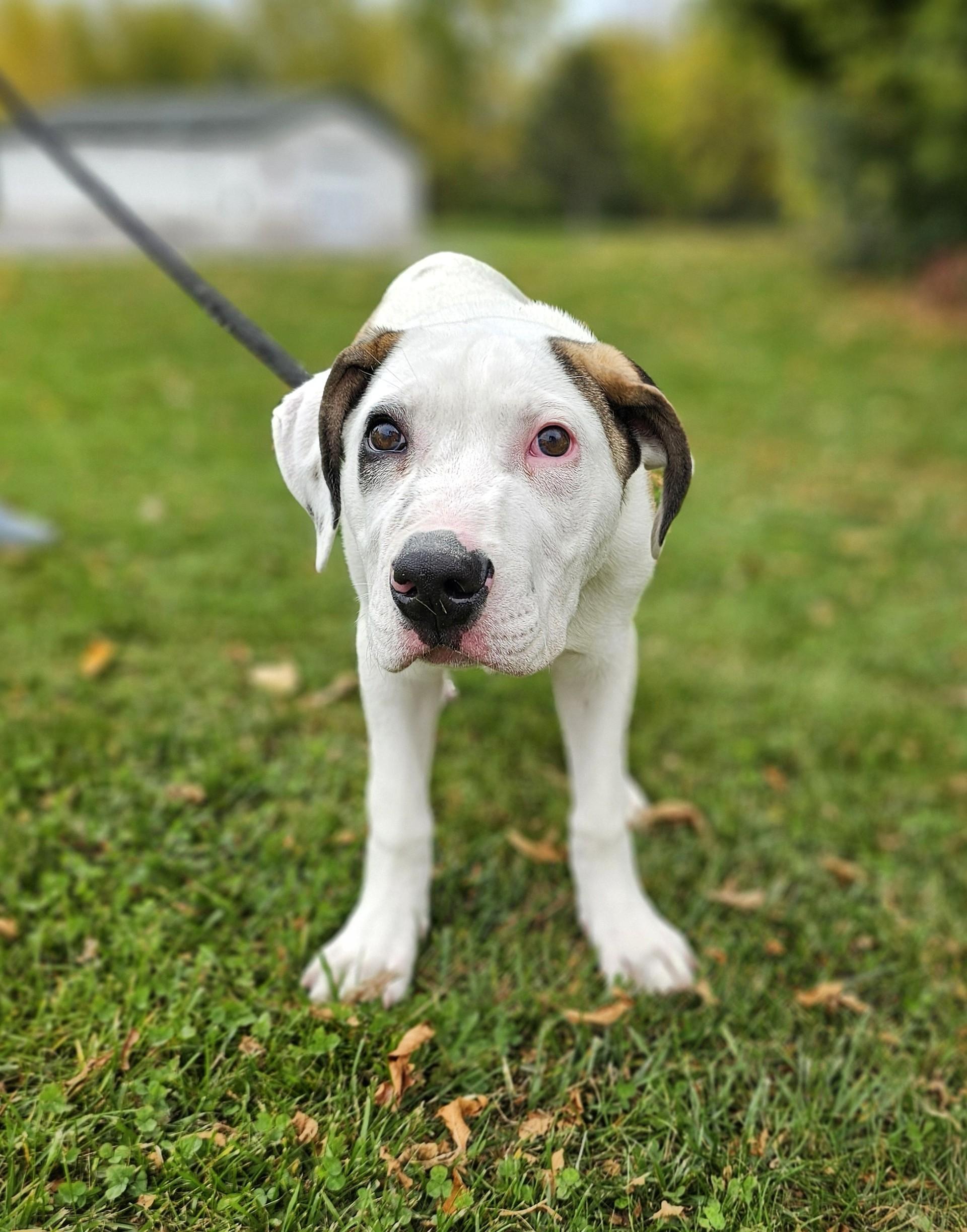 Enlarge Luke, an adopted mixed breed in Bay City, MI image 2/3