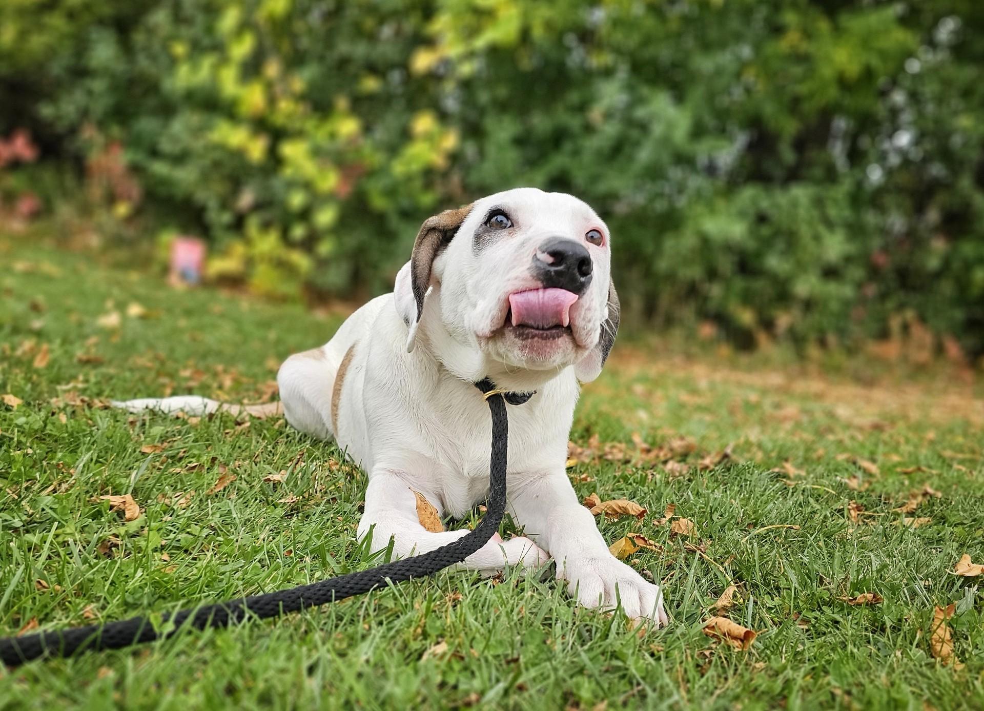Enlarge Luke, an adopted mixed breed in Bay City, MI image 3/3