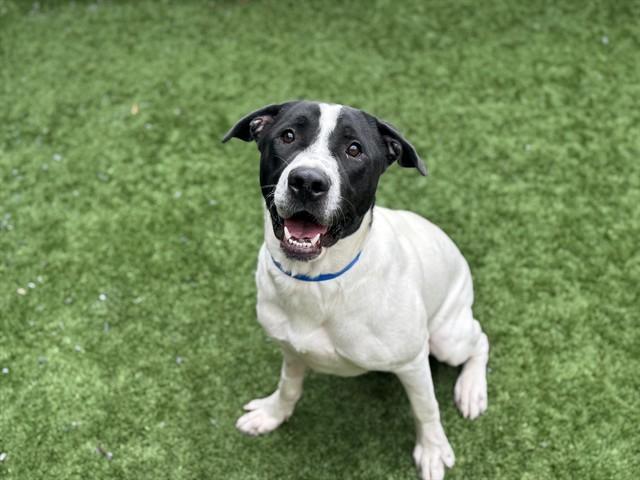 SNOOPY, Adoptable, Young Male Pit Bull Terrier & Mixed Breed.