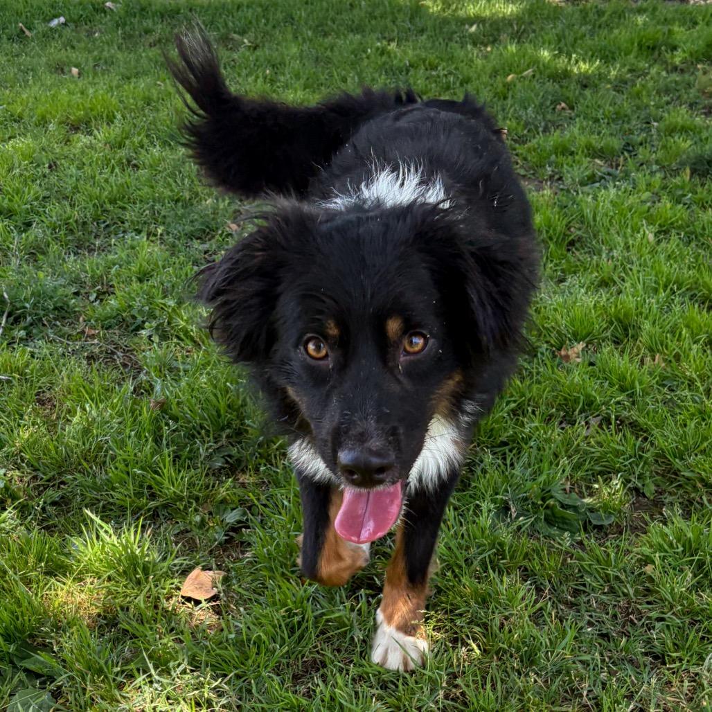 Bongo, Adoptable, Adult Male Border Collie & Australian Shepherd.