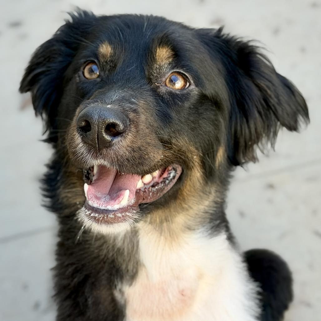 Enlarge Bongo, a Adoptable mixed breed in San Jacinto, CA image 2/6