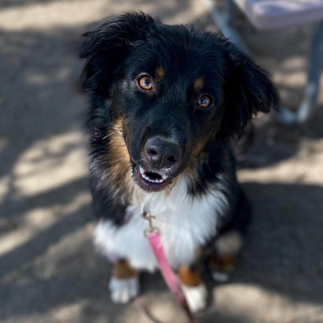 Enlarge Bongo, a Adoptable mixed breed in San Jacinto, CA image 3/6