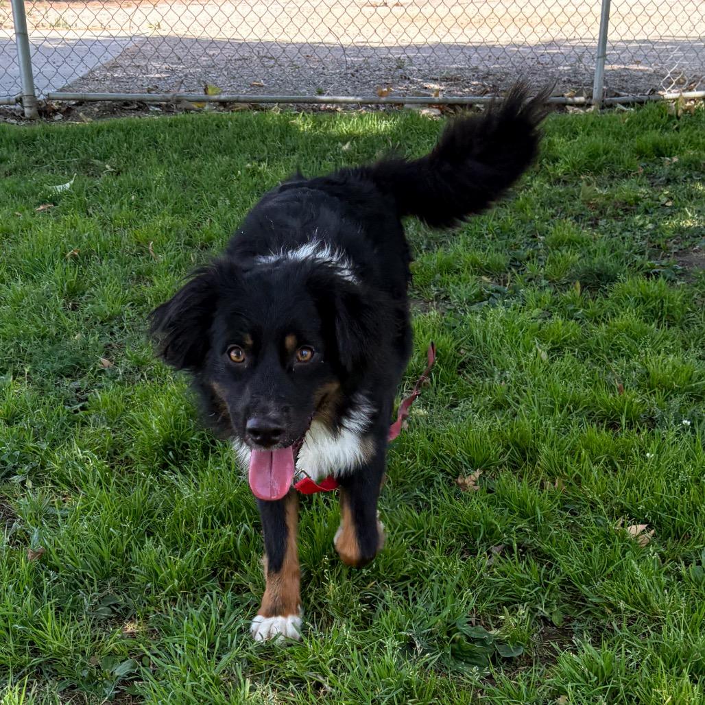 Enlarge Bongo, a Adoptable mixed breed in San Jacinto, CA image 4/6