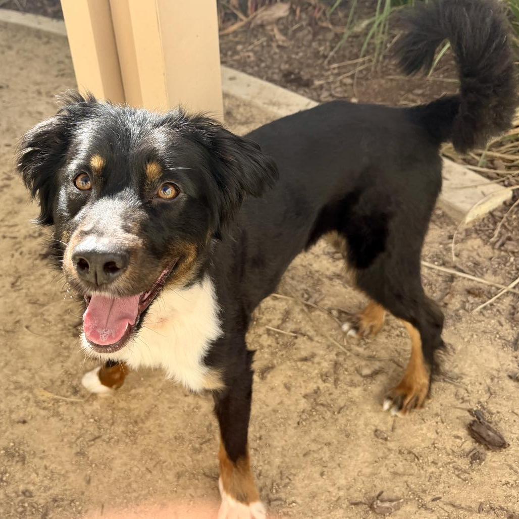 Enlarge Bongo, a Adoptable mixed breed in San Jacinto, CA image 5/6