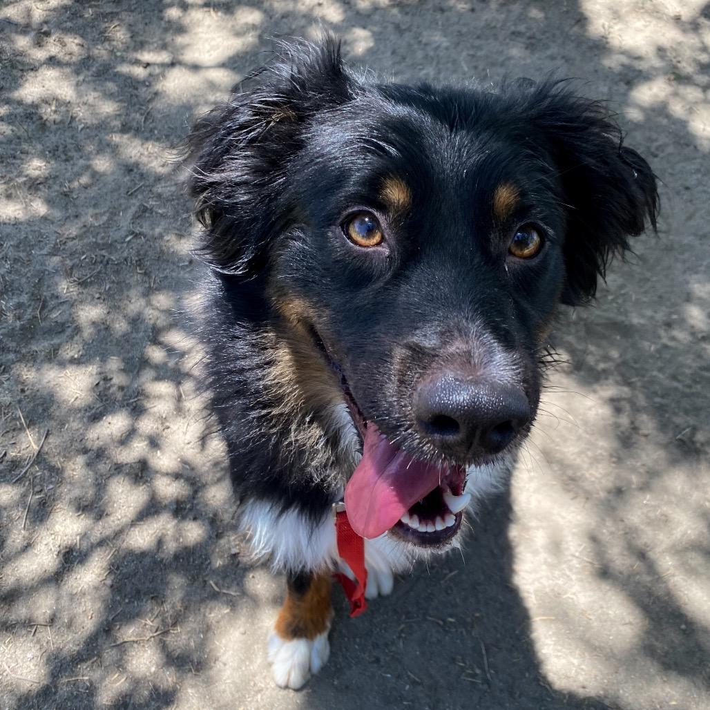 Enlarge Bongo, a Adoptable mixed breed in San Jacinto, CA image 6/6