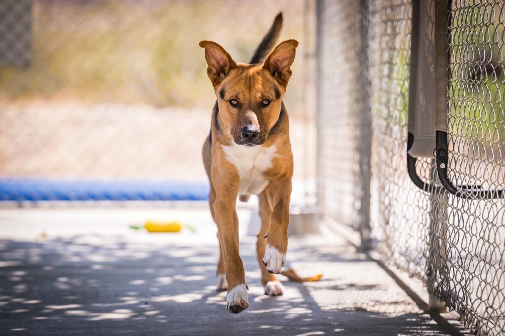 Sampson, Adoptable, Young Male Shepherd.