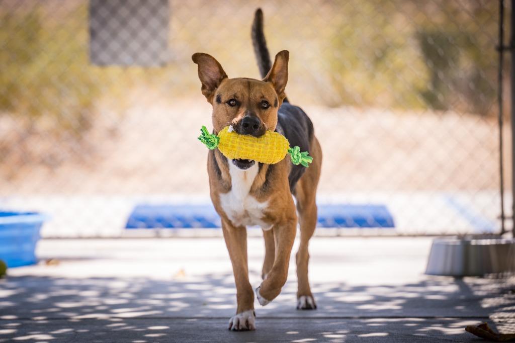 Enlarge Sampson, a Adoptable Shepherd in Twentynine Palms, CA image 2/6
