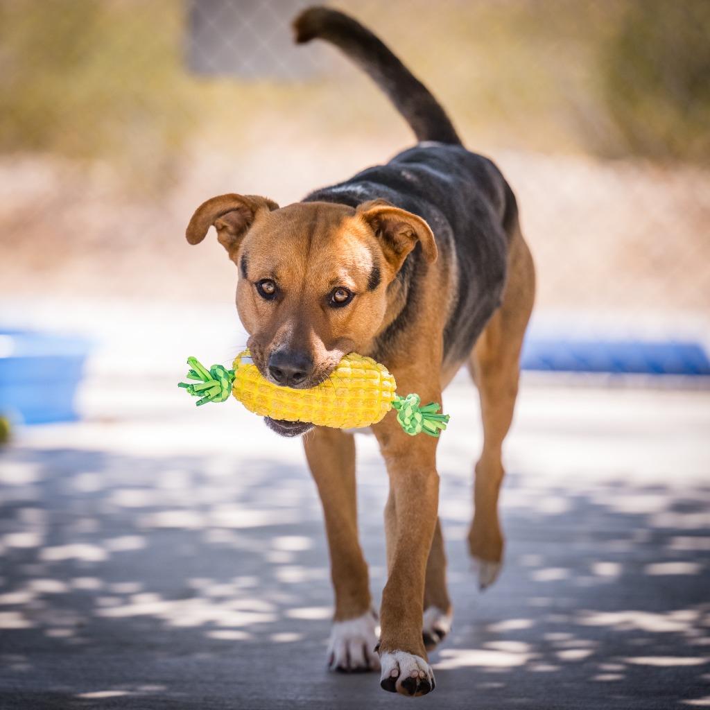 Enlarge Sampson, a Adoptable Shepherd in Twentynine Palms, CA image 3/6