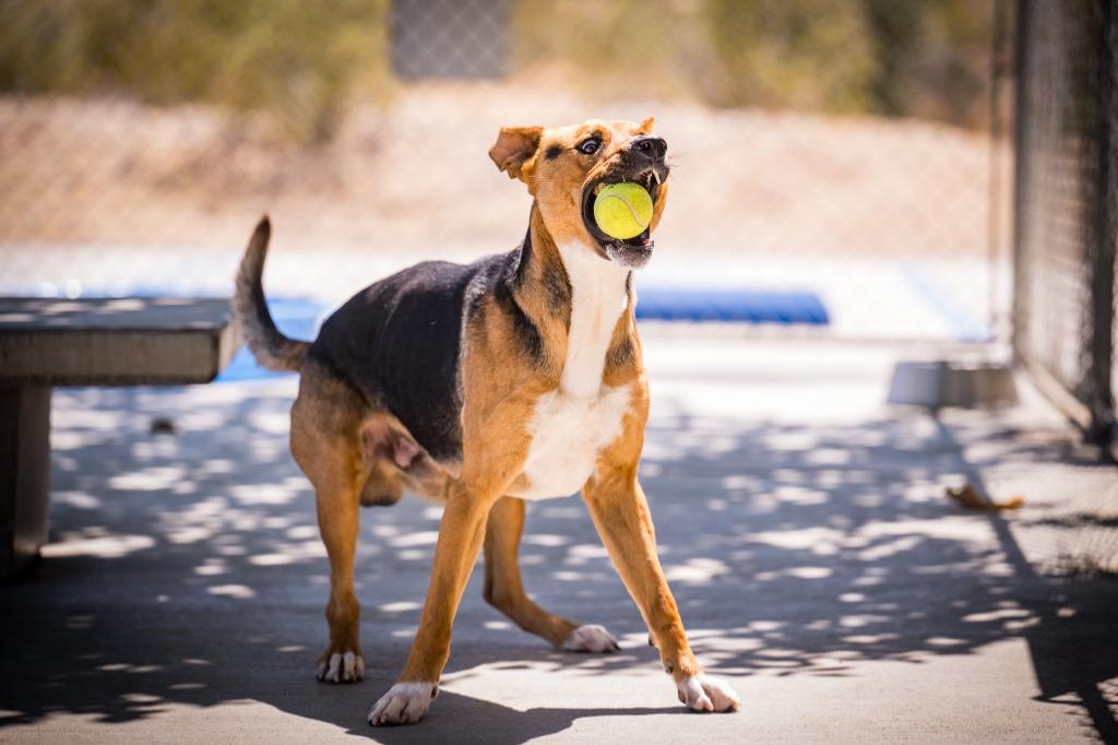 Enlarge Sampson, a Adoptable Shepherd in Twentynine Palms, CA image 4/6