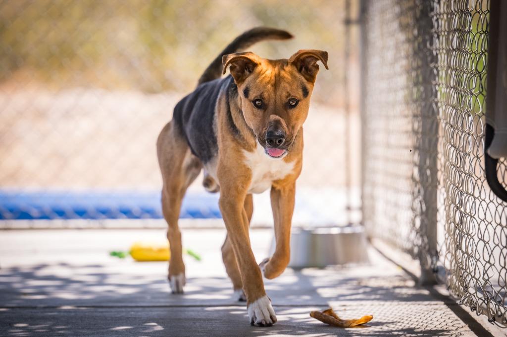Enlarge Sampson, a Adoptable Shepherd in Twentynine Palms, CA image 5/6