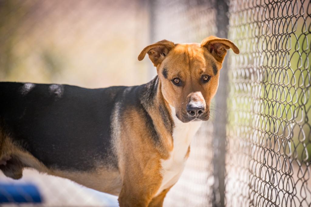 Enlarge Sampson, a Adoptable Shepherd in Twentynine Palms, CA image 6/6
