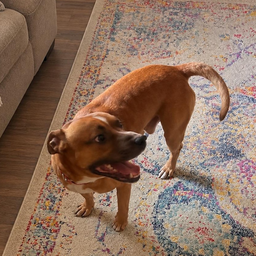 Enlarge Dizzy, a Adoptable mixed breed in Medfield, MA image 3/6
