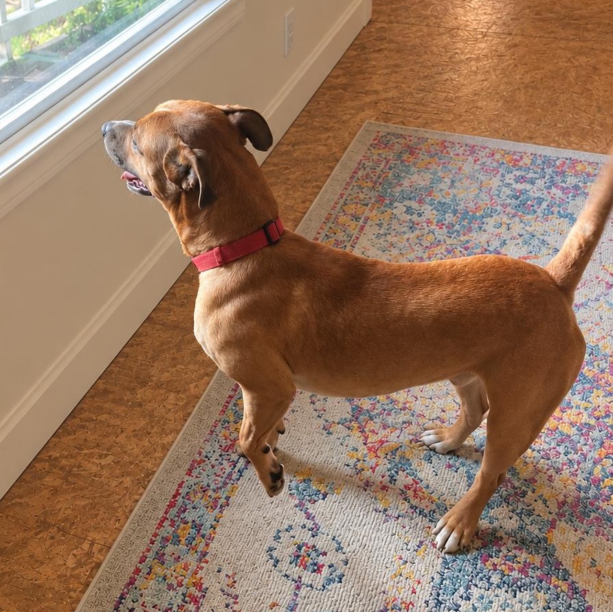 Enlarge Dizzy, a Adoptable mixed breed in Medfield, MA image 6/6