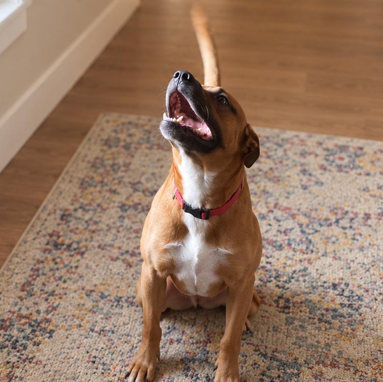 Enlarge Dizzy, a Adoptable mixed breed in Medfield, MA image 2/6