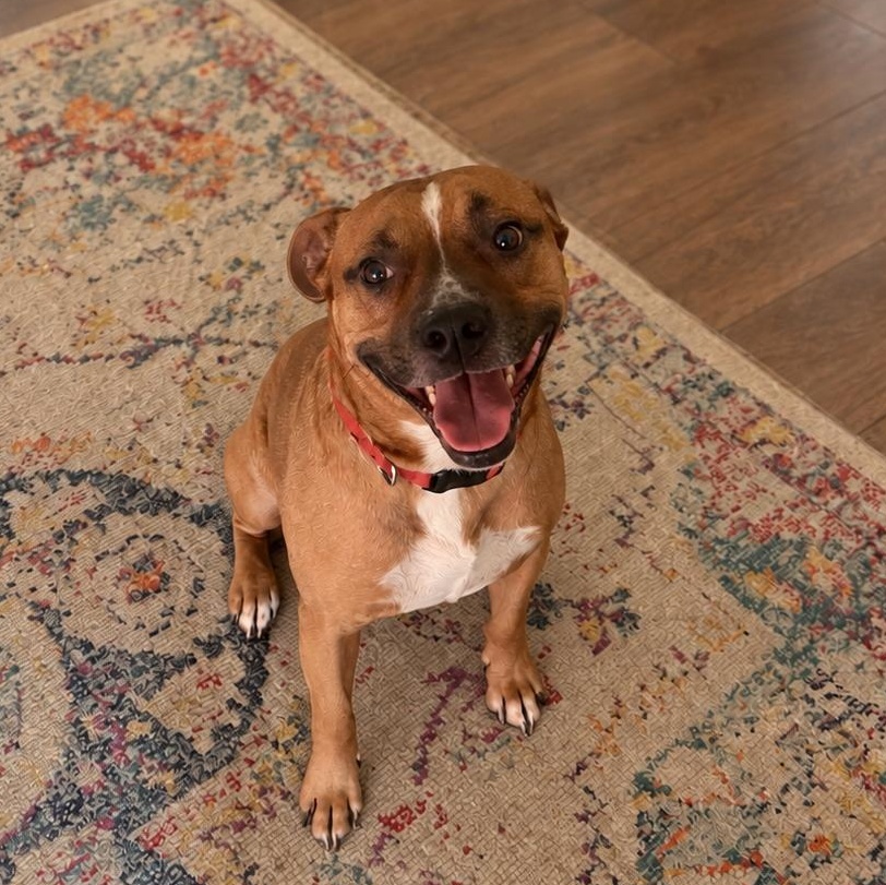 Dizzy, Adoptable, Adult Male Boxer & Mixed Breed.