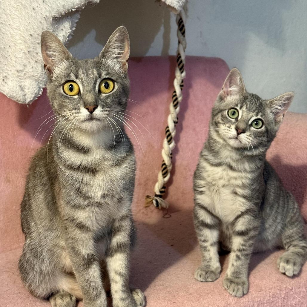 Enlarge Gaia, a Adoptable Domestic Short Hair in Vallejo, CA image 2/6