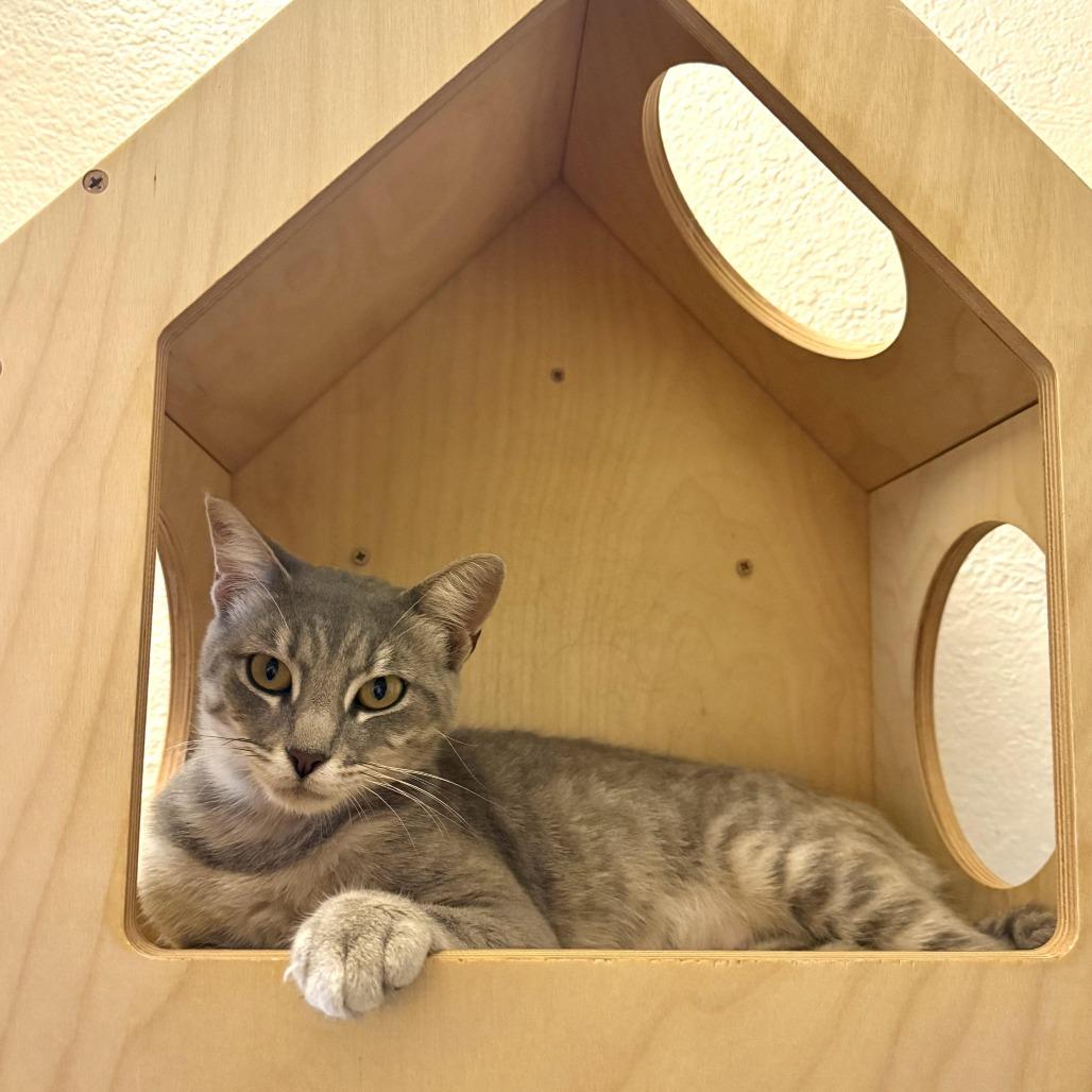 Enlarge Gaia, a Adoptable Domestic Short Hair in Vallejo, CA image 3/6